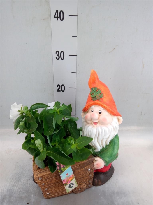 <h4>Arr.   Perkplanten L%</h4>