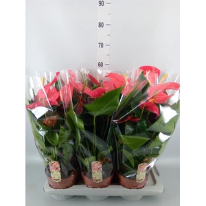 Anthurium andr. 'California'