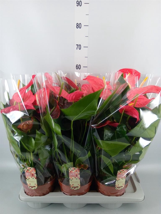 <h4>Anthurium andr. 'California'</h4>