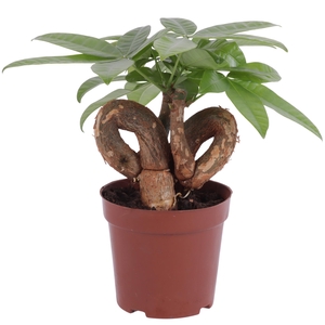 Pachira Aquatica Pigtail pot Ø12cm
