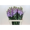Matthiola Iron Marine