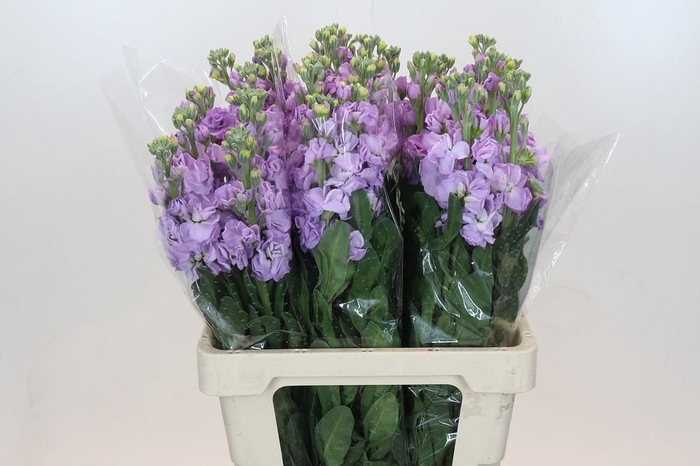 <h4>Matthiola Iron Marine</h4>