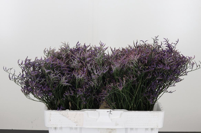 <h4>Lim Saf Dark Blue</h4>