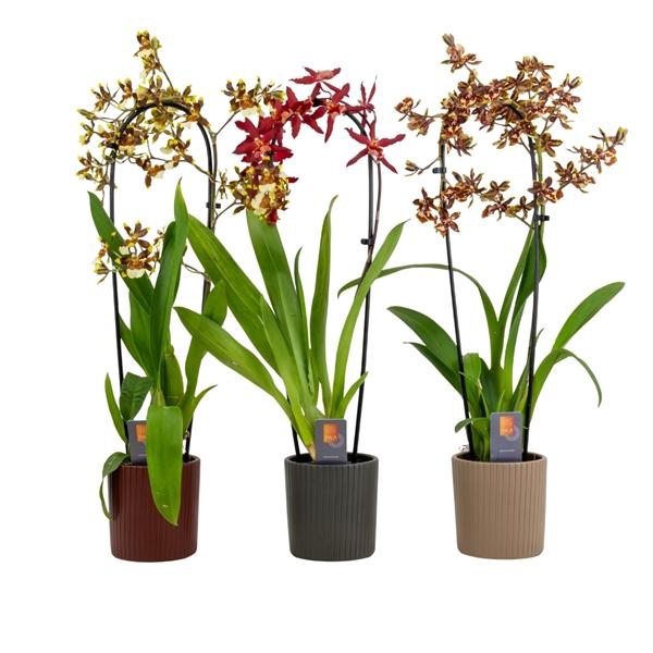 <h4>Inca Cambria mix cascade XL in Eva ceramics</h4>