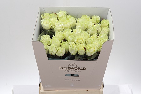 <h4>R Gr White Naomi Rose 70cm</h4>