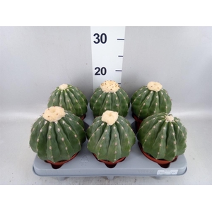 Cactus   ...