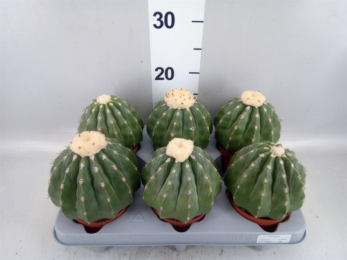 <h4>Cactus   ...</h4>