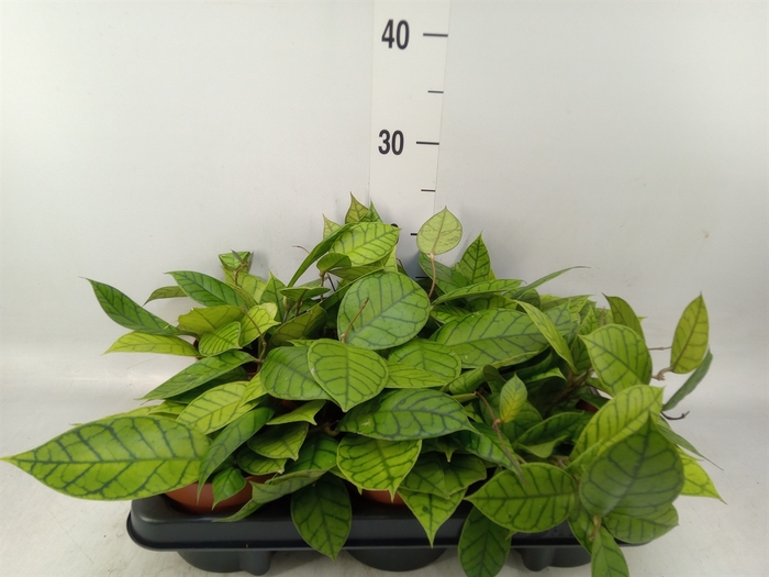 <h4>Hoya callistophylla 'KAL 16'</h4>