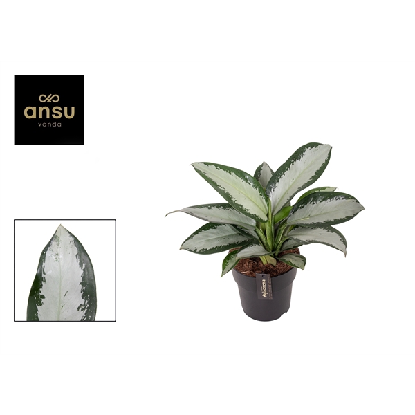 <h4>Aglaonema Silver Blue</h4>