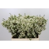 Chamelaucium Ivory Pearl