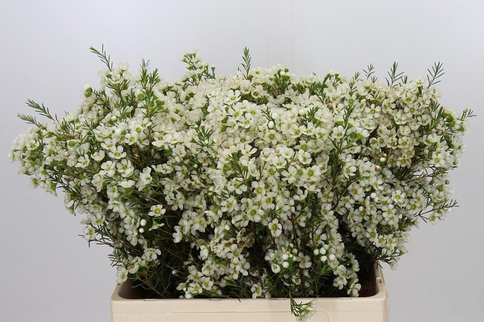 <h4>Chamelaucium Ivory Pearl</h4>
