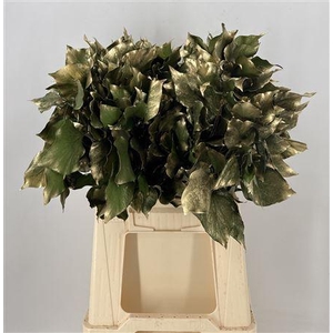 Dr Stab Col Hedera Old Green Verde