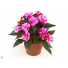 Impatiens NG 'ColPow Lavender Flam'
