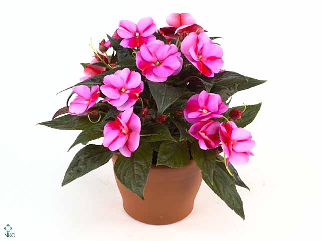 Impatiens NG 'ColPow Lavender Flam'