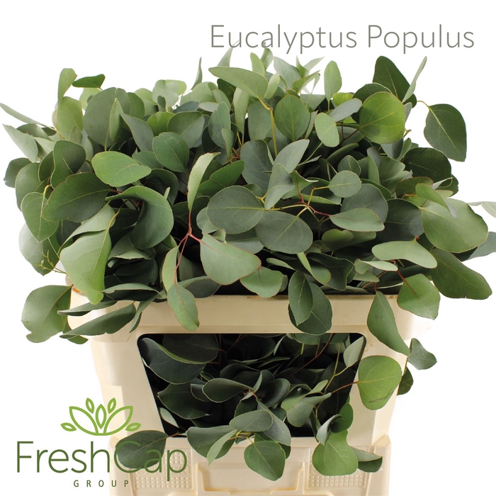 <h4>Eucalyptus per bos populifolia</h4>