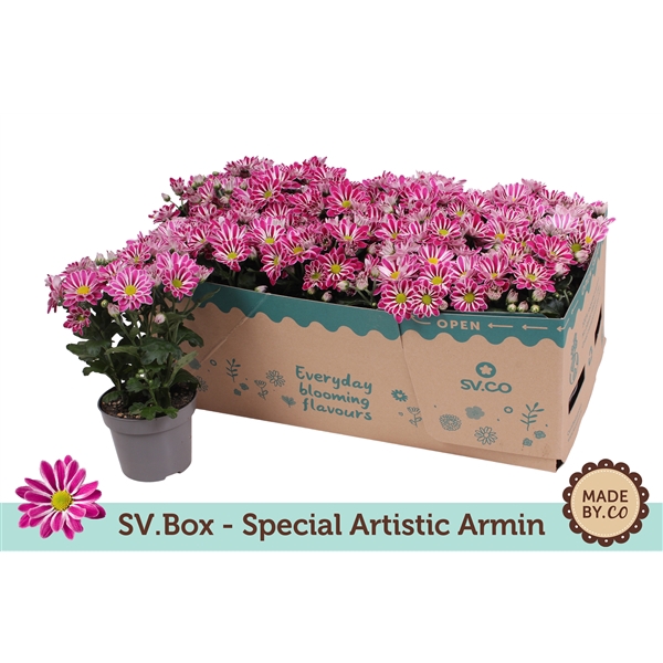 <h4>Chrysant Special Artist Armin in SV.Box</h4>