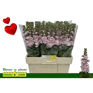 MATTH MILLA LIGHT PI