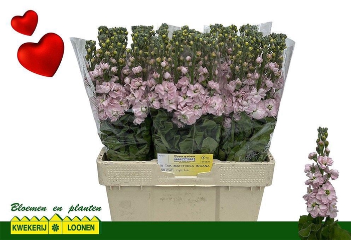 <h4>MATTH MILLA LIGHT PI</h4>