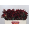 Leucadendron Blush Spray