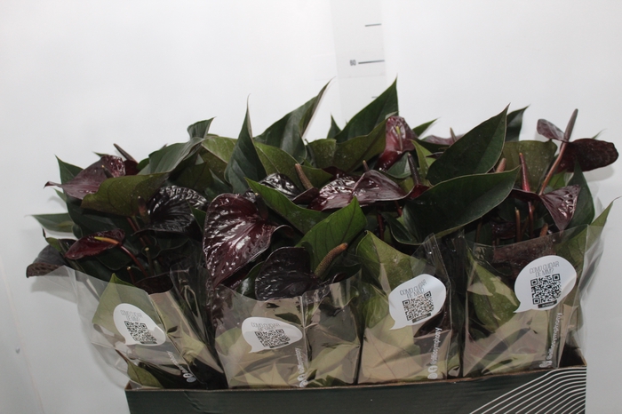 <h4>ANTHURIUM BEAUTY BLACK P15</h4>