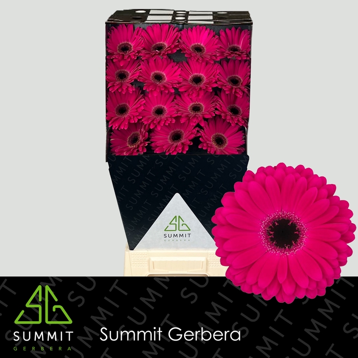 Gerbera Marilu Diamond