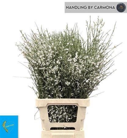 <h4>Ginster Wit</h4>