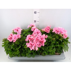 Pelargonium gran. 'Elegan Fenna'