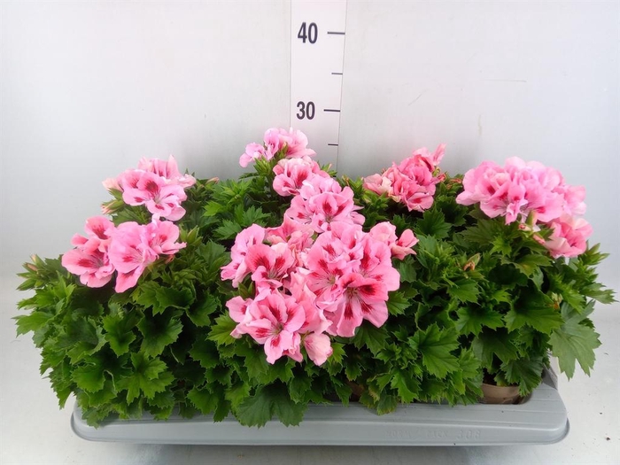 <h4>Pelargonium gran. 'Elegan Fenna'</h4>