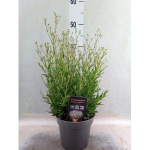 Gypsophila panic. 'Summer Sparkles'