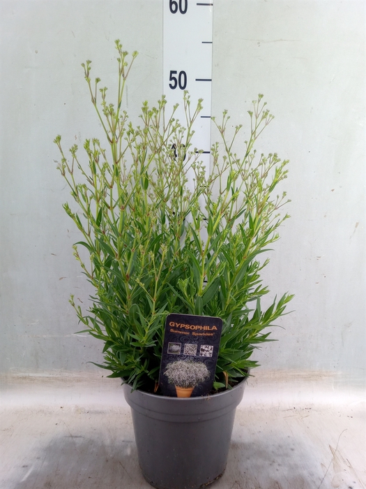 <h4>Gypsophila panic. 'Summer Sparkles'</h4>