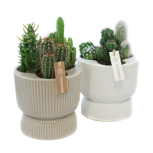 3x cactus 5,5 cm in nara pot met etiket