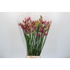 Nerine Katjana