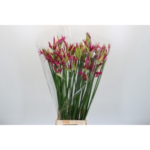 Nerine Katjana