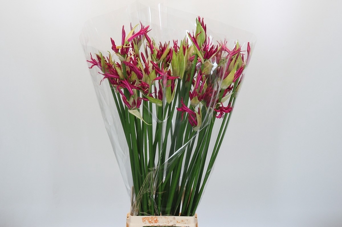 <h4>Nerine Katjana</h4>