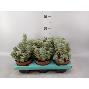 Crassula perforata