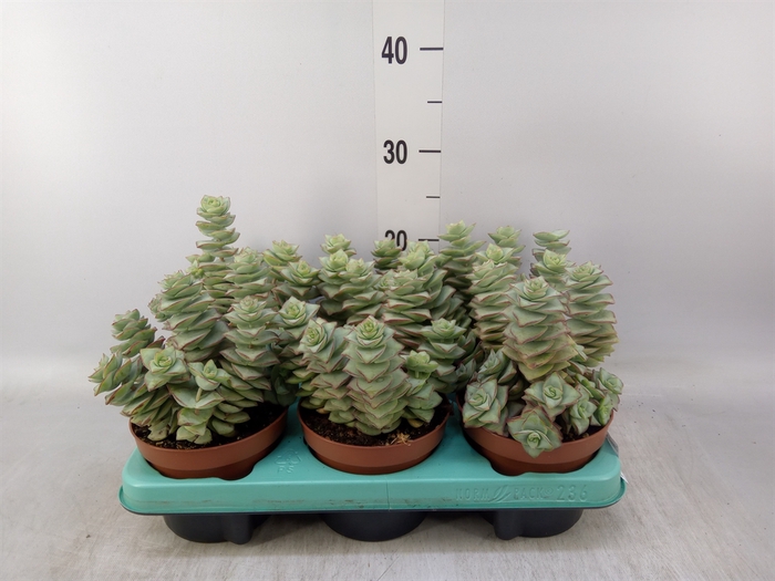 <h4>Crassula perforata</h4>
