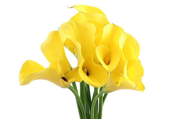 <h4>Calla Gold Medal Extra</h4>