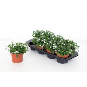 Lobelia Laguna White 13