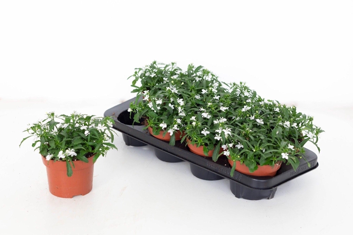 <h4>Lobelia Laguna White 13</h4>
