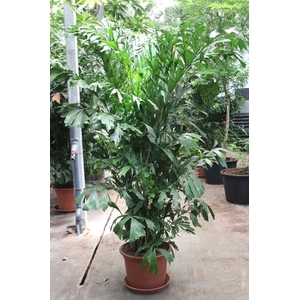 Caryota mitis