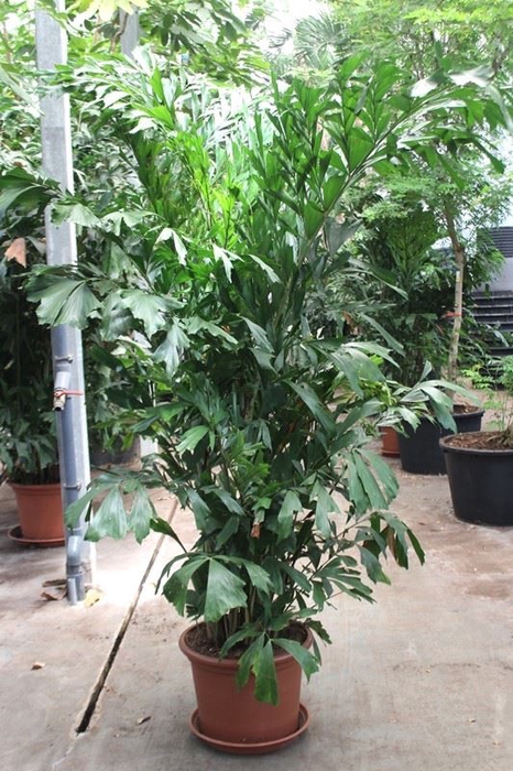 Caryota mitis