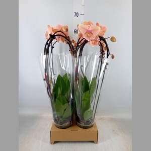 Phalaenopsis  'Elegant Cascade'