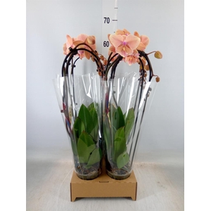 Phalaenopsis  'Elegant Cascade'