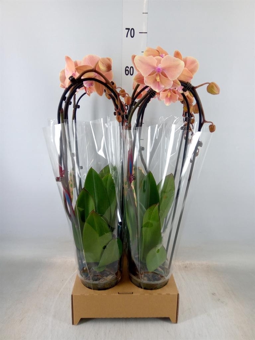 <h4>Phalaenopsis  'Elegant Cascade'</h4>