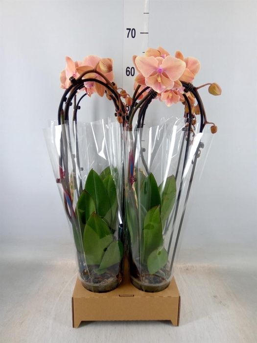 <h4>Phalaenopsis  'Elegant Cascade'</h4>