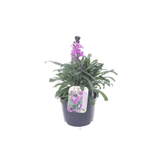 <h4>Erysimum lin. Bowles Mauve</h4>