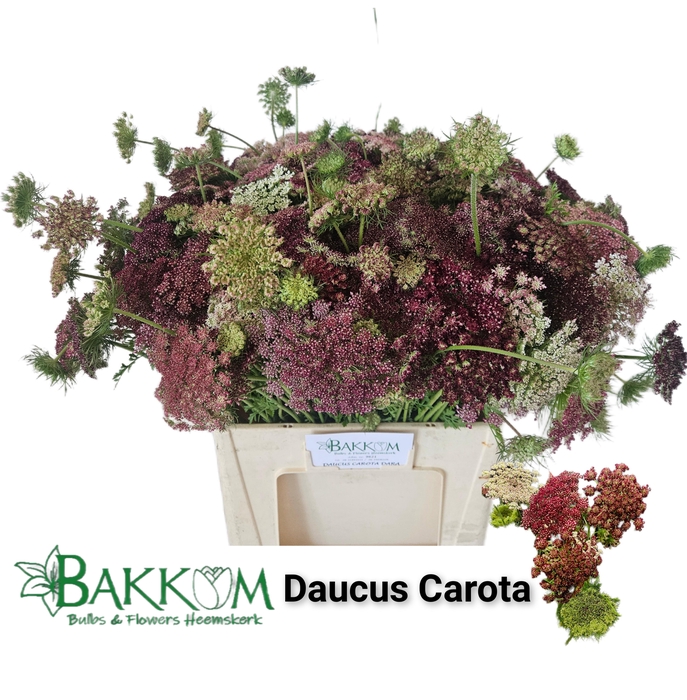 <h4>DAUCUS CAROTA DARA</h4>