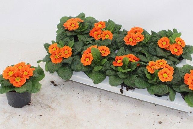 <h4>PRIM AC COTTAGE</h4>