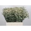 Limonium China White