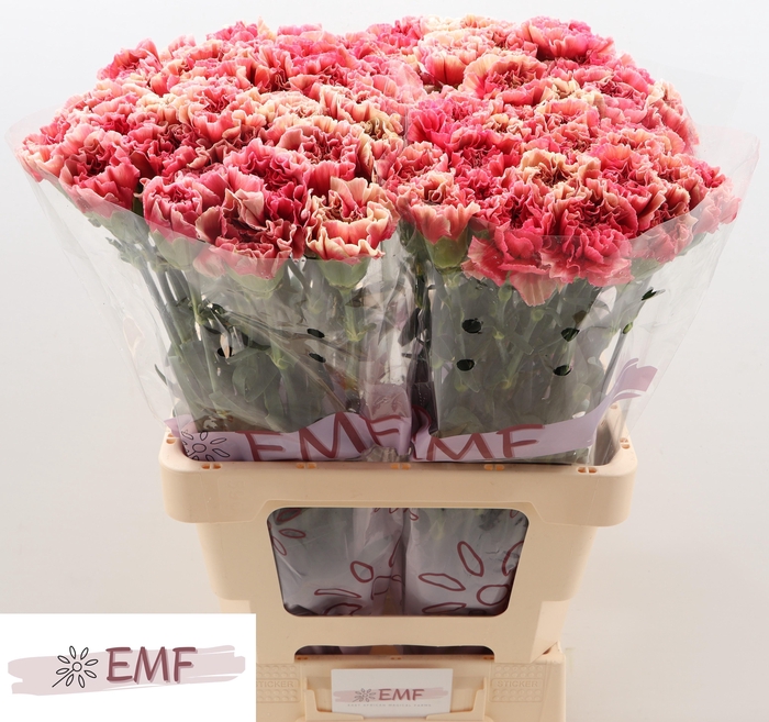 <h4>DI ST IPANEMA</h4>